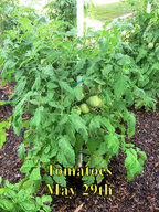 Tomatoes1_052918.jpg