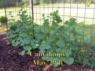 Cantaloupe_052918.jpg