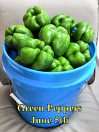 Green_Pepper_Harvest_060518.jpg