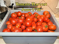 Tomato_Harvest_061718.jpg
