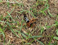 cicada-killer-wasp.jpg