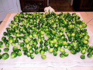 BrusselSprouts_021120.jpg