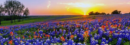 Texas-wildflowers.jpg