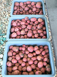 Spring_Potato_Harvest.jpg