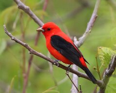 Scarlet-tanager.jpg