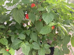 IMG_2770.jpeg